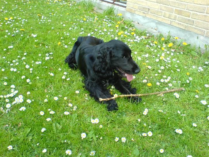 Cocker spaniel Felix billede 15