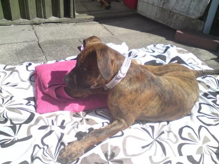 Blanding af racer R.I.P tøsen<3 - rå hygge i haven ..sommer 2008 billede 10