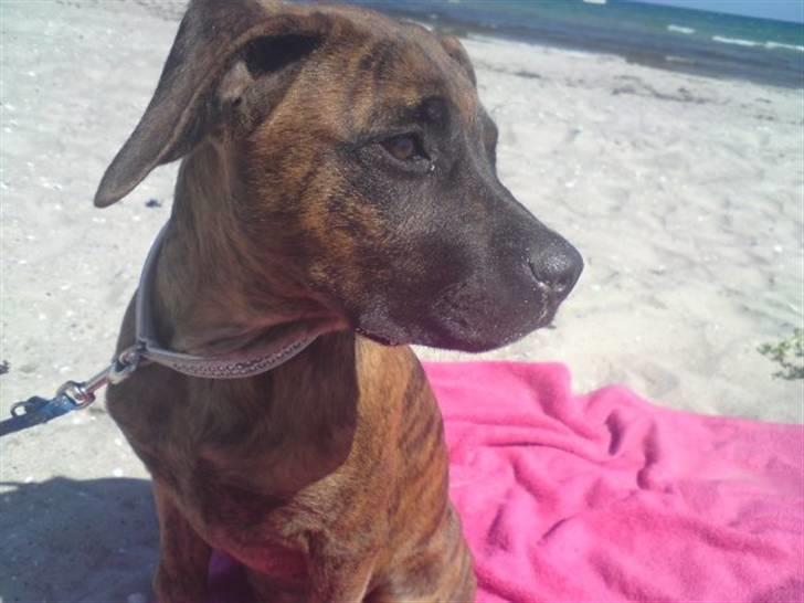 Blanding af racer R.I.P tøsen<3 - samme dejlige dag på stranden .. righigt hygge  .. sommer 2008 billede 12