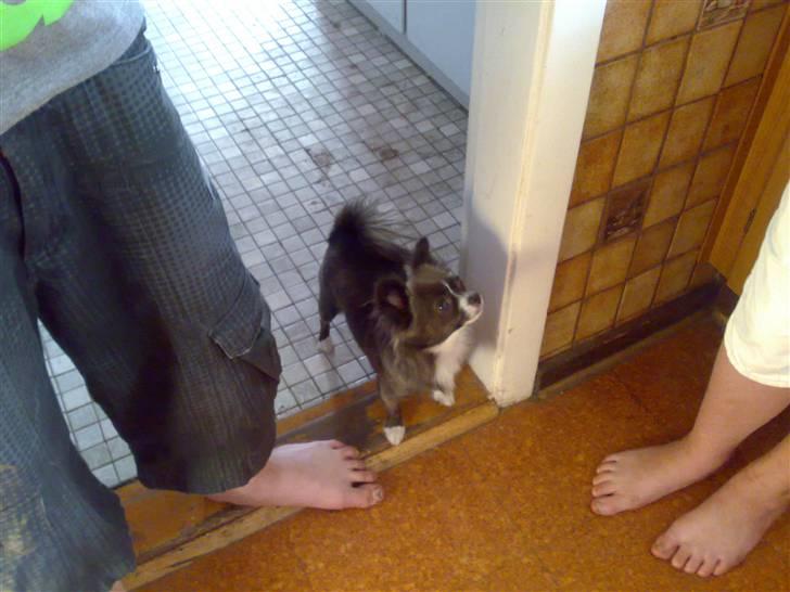 Chihuahua Julie - Ser jeg ikke sød ud............GIV MIG MAD !! billede 1