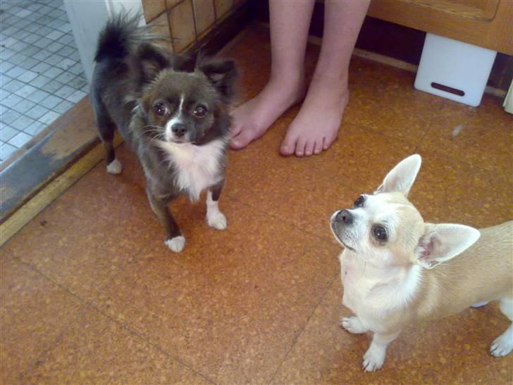 Chihuahua Julie - Her er jeg sammen med min Kæreste han hedder Chico billede 2