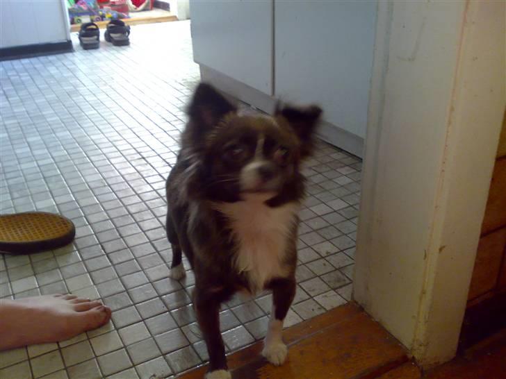 Chihuahua Julie - Ja ja tag nu det billede så vi kan komme til at spise. billede 3