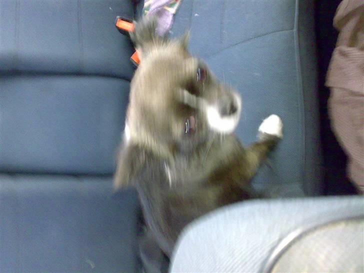 Chihuahua Julie - UHA jeg kan ikke lide at køre bil, det var bedre at vi var bleven hjemme og spist noget. billede 4