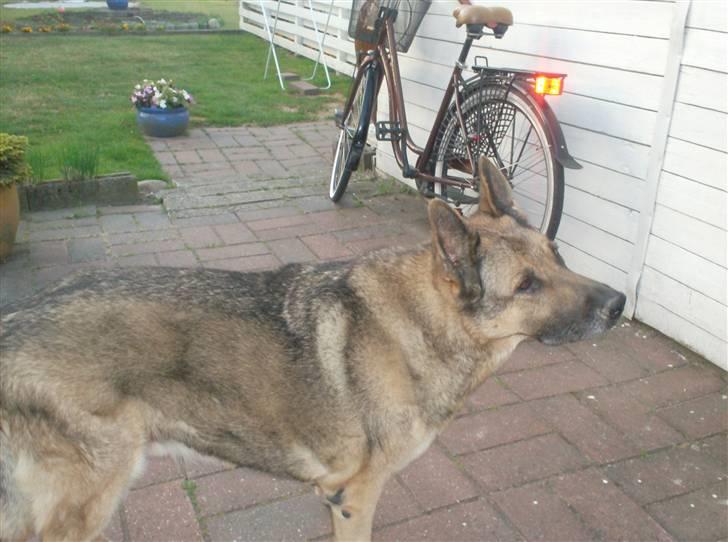 Schæferhund addi aflivet d, 3/2 2009 - addi er her  billede 1