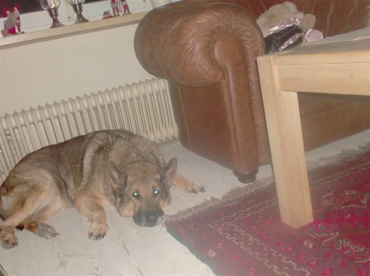 Schæferhund addi aflivet d, 3/2 2009 - god nat  billede 2