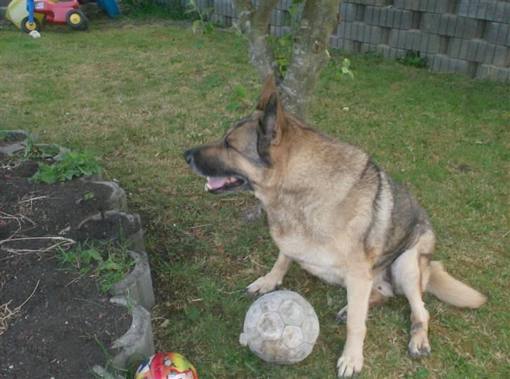 Schæferhund addi aflivet d, 3/2 2009 - skal vi lege  billede 3