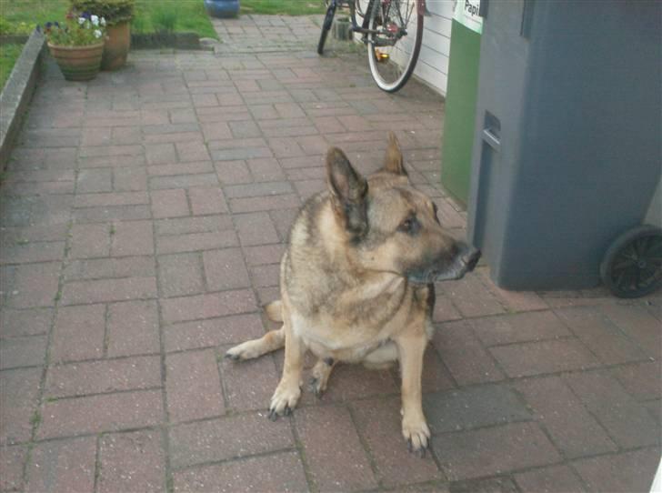 Schæferhund addi aflivet d, 3/2 2009 - kom nuuuuuuuuuuuu jeg ville have mad  billede 4
