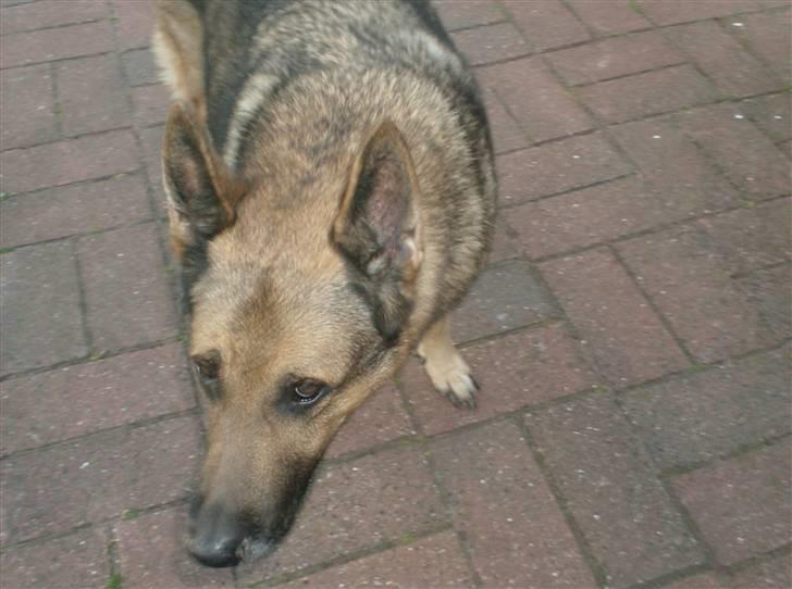 Schæferhund addi aflivet d, 3/2 2009 - se på mig her jeg  billede 5