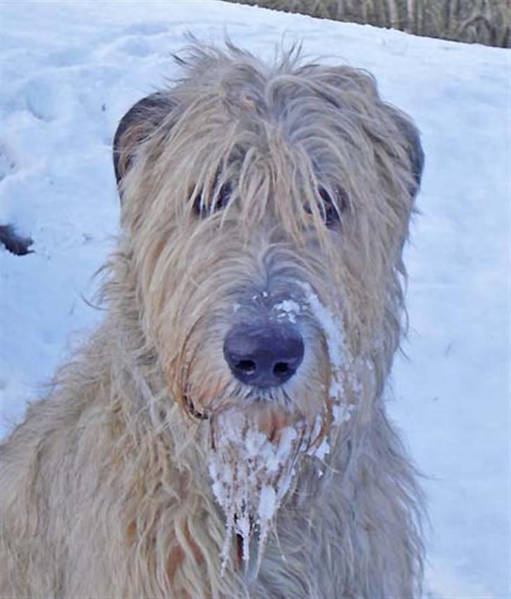 Irsk ulvehund Christiane - Christiane i sne billede 1