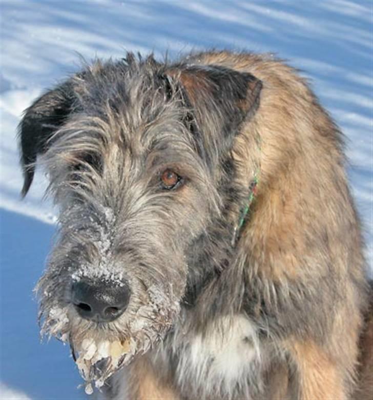 Irsk ulvehund Christiane - Ung Christiane i sne billede 2