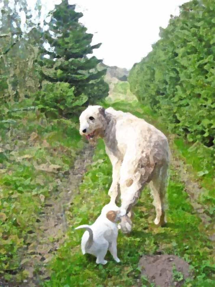 Irsk ulvehund Christiane - Tvebak´s bedste legetøj billede 3