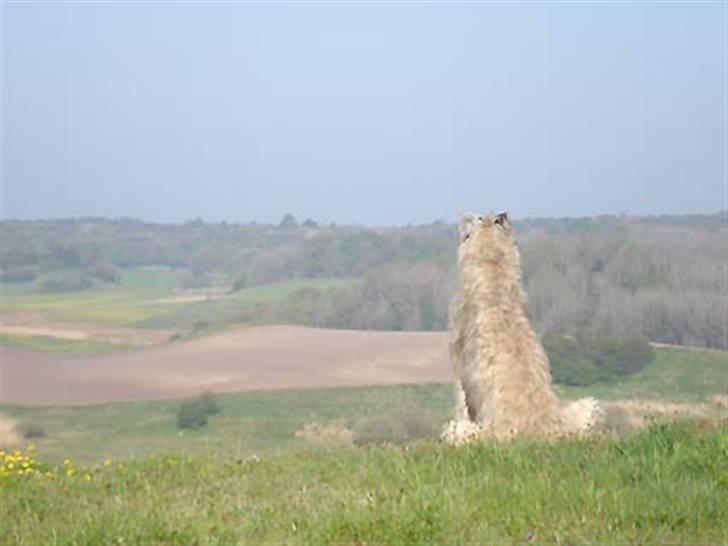 Irsk ulvehund Christiane - Sightseeing... billede 4