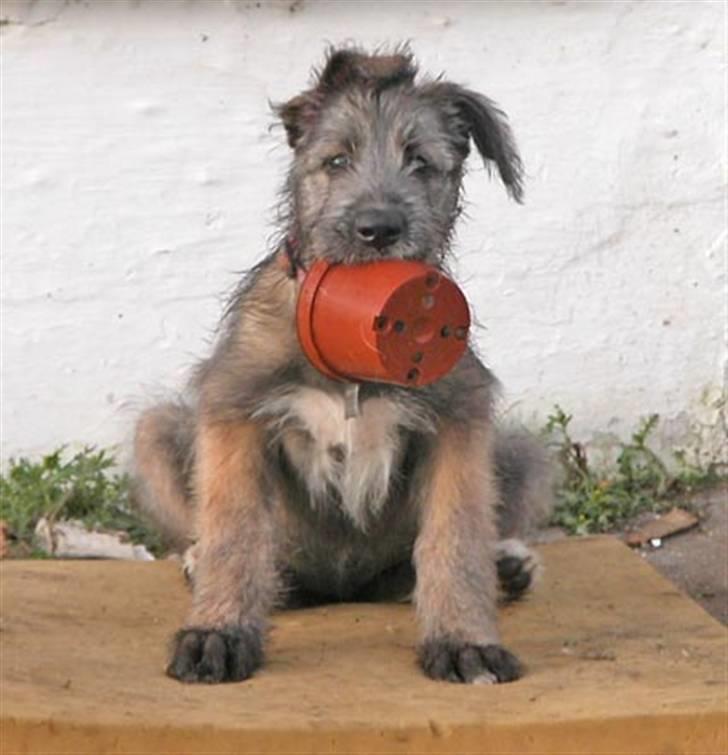 Irsk ulvehund Christiane - Baby Christiane "på potten" billede 5
