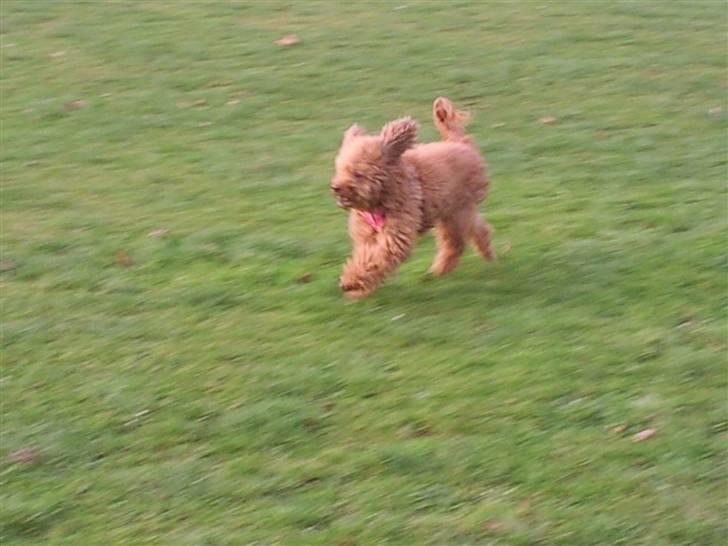 Mellempuddel Fifi *R.I.P* - ude og lege i Valby parken billede 7