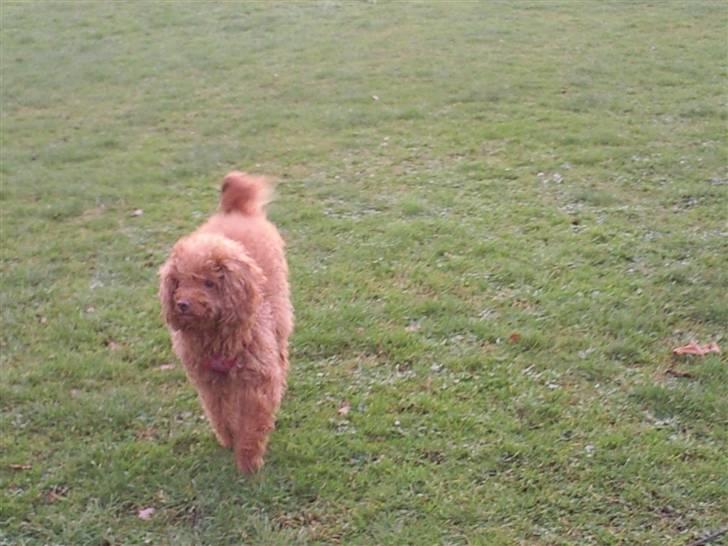 Mellempuddel Fifi *R.I.P* - øver mig på min model-gang i Valby parken:-) billede 8