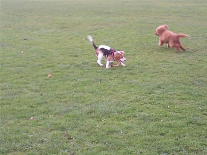 Mellempuddel Fifi *R.I.P* - fjoller og leger med hvalpen Smilla i Valby parken billede 9