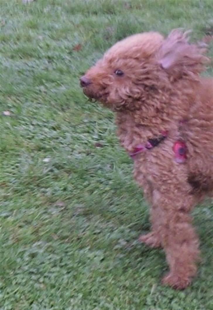 Mellempuddel Fifi *R.I.P* - ih hvor det blæser... billede 10