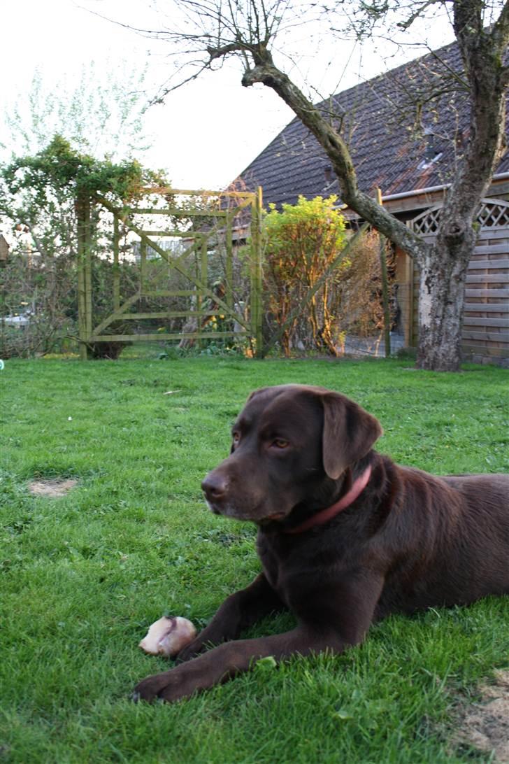 Labrador retriever sofus - R.I.P 15/10-16 - smil:) billede 11