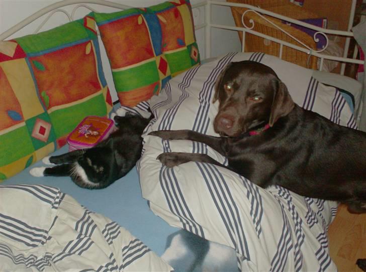 Labrador retriever sofus - R.I.P 15/10-16 - hej isabella hvad så... jeg savner dig isabella billede 12