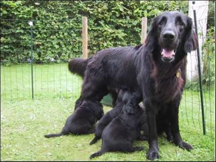 Flat coated retriever Smilla R.I.P <3.. - smilla har hvalpe..... billede 9