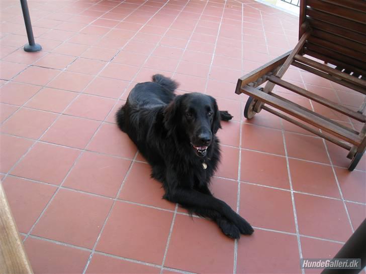 Flat coated retriever Smilla R.I.P <3.. - smilla i italien billede 10