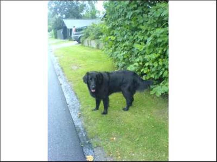 Flat coated retriever Smilla R.I.P <3.. - mig og smilla er ude og gå tur..... billede 11