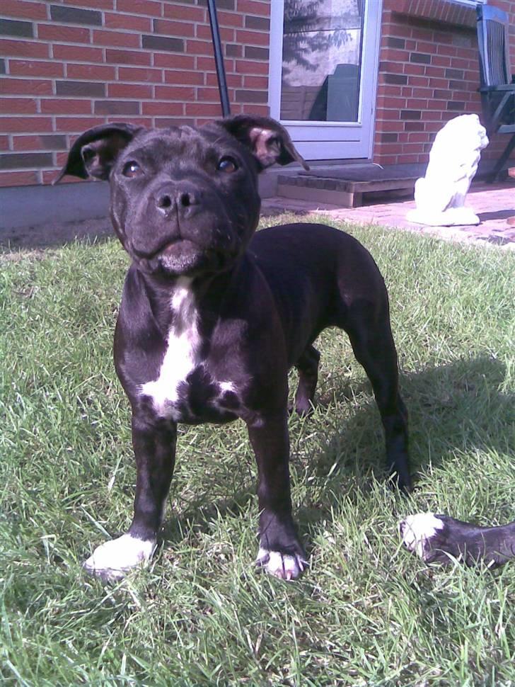 Staffordshire bull terrier Divah <3 - <3-pigen billede 1