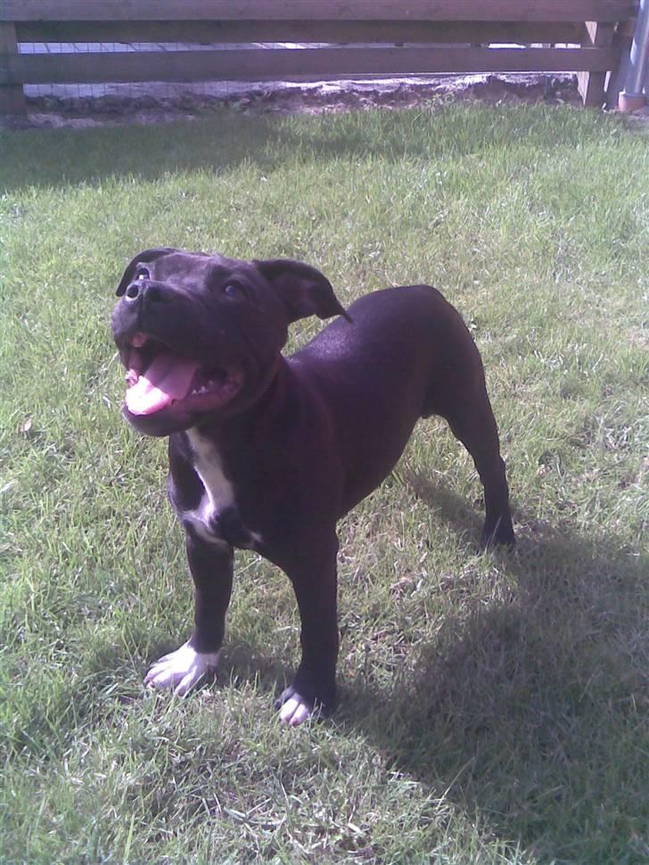 Staffordshire bull terrier Divah <3 - <3 billede 2