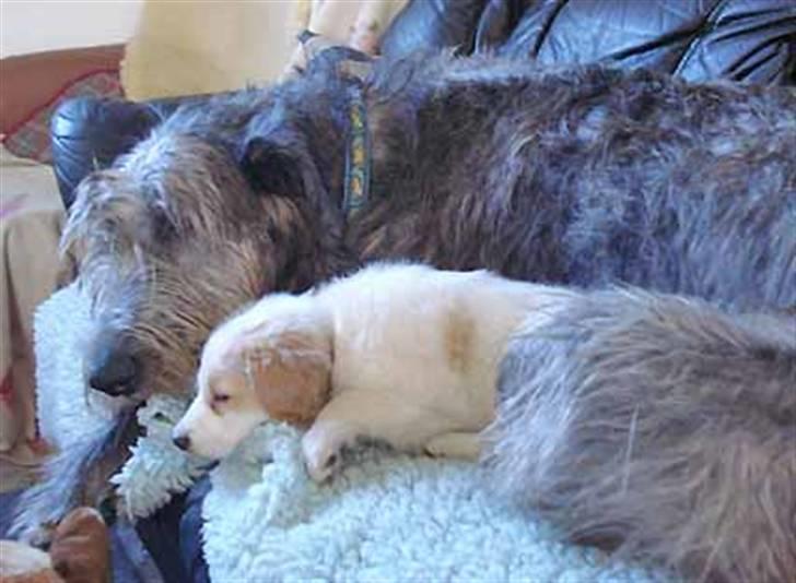 Blanding af racer Tvebak (Løvehjerte) - Lykken er en storbror billede 1