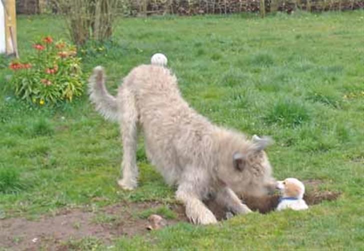 Blanding af racer Tvebak (Løvehjerte) - Ikke en mosegris? Men en HUND! billede 3