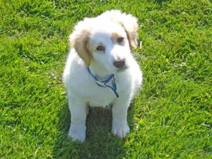 Blanding af racer Tvebak (Løvehjerte) - Lidt større billede 4