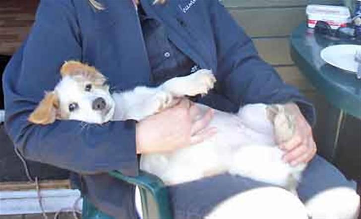 Blanding af racer Tvebak (Løvehjerte) - Mens man endnu var nuttet billede 5