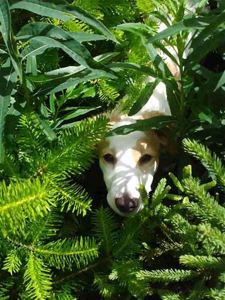 Blanding af racer Tvebak (Løvehjerte) - Tarzan i junglen? billede 6