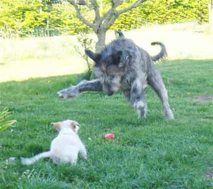 Blanding af racer Tvebak (Løvehjerte) - Banzaaaaaaaaai! billede 7