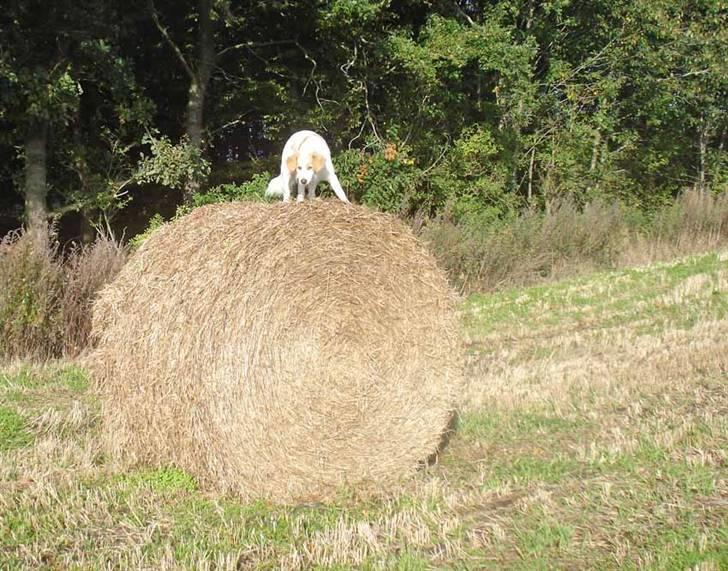 Blanding af racer Tvebak (Løvehjerte) - Cirkushund? billede 8