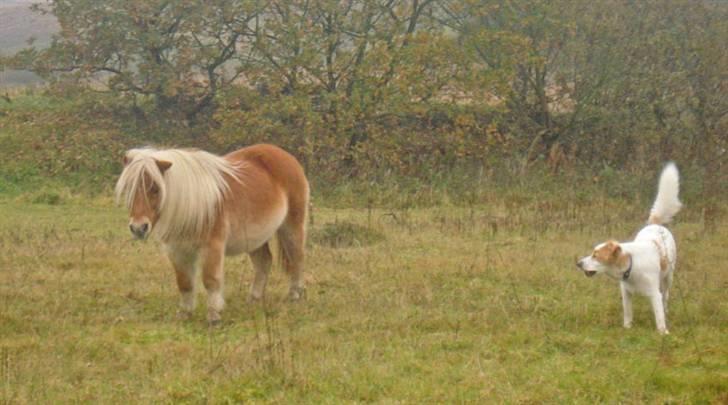 Blanding af racer Tvebak (Løvehjerte) - Spiller smart og driller hest billede 9