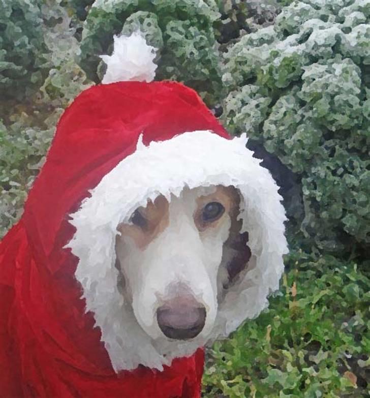 Blanding af racer Tvebak (Løvehjerte) - Så er det jul igen billede 10