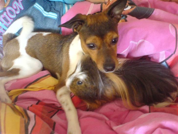 Dansk svensk gaardhund Lucky. RIP! (L) - Lucky og marsvinet Jesus. billede 7