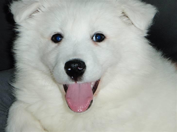 Samojedhund zitta billede 1