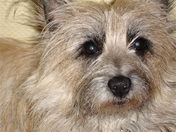 Cairn terrier Max R. I. P.  - Her er jeg billede 1