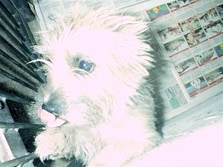 Cairn terrier Max R. I. P.  - Det er mig som hvalp, inden jeg kom fra min mor billede 2