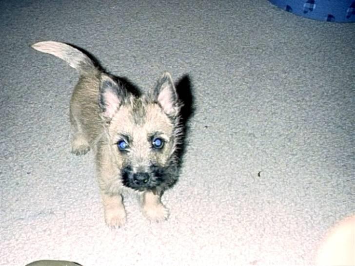 Cairn terrier Max R. I. P.  - Her er jeg i mit nye hjem ved min første ejer billede 3