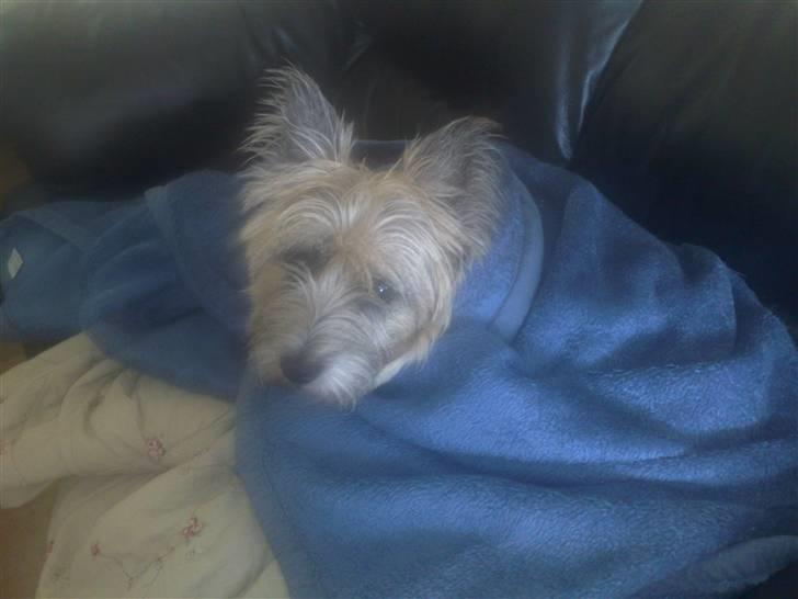 Cairn terrier Max R. I. P.  - åhh, min nye mor har pakket mig godt ind i tæppet, dejlig billede 5