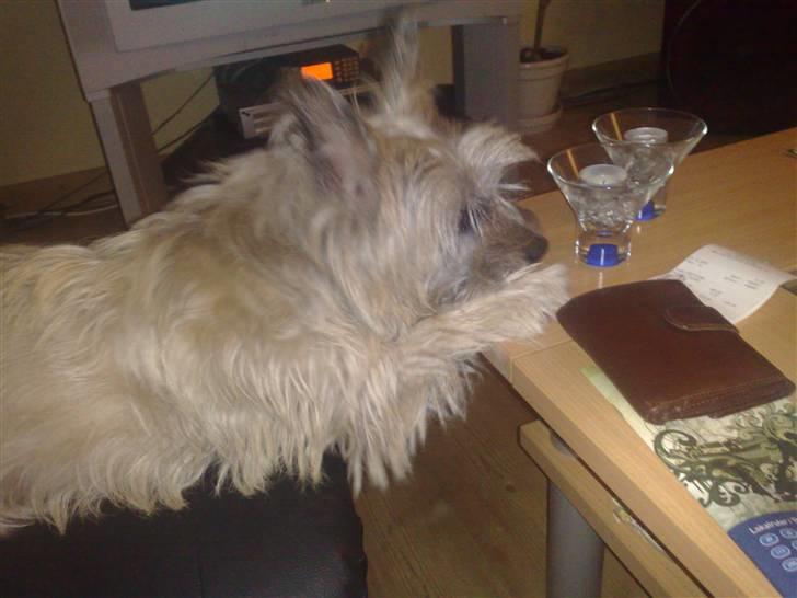 Cairn terrier Max R. I. P.  - Jeg kan godt lide at finde på noget nyt billede 6