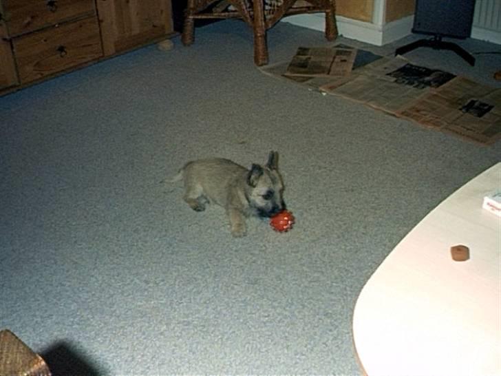 Cairn terrier Max R. I. P.  - Mig som hvalp igen, med en bold billede 7