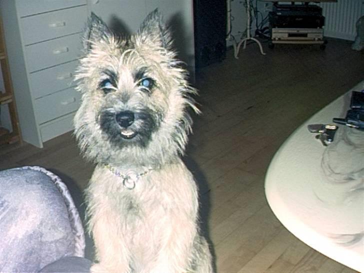 Cairn terrier Max R. I. P.  - Her er jeg som halvvoksen hvalp billede 8