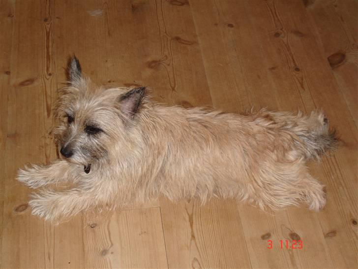 Cairn terrier Max R. I. P.  - Min fulde længde, hvor jeg bare ligger og holder øje billede 9