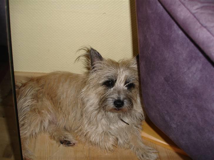 Cairn terrier Max R. I. P.  - Prøver at gemme mig og få sovet lidt billede 10