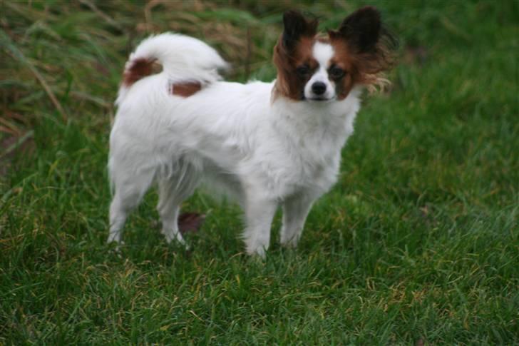 Papillon Azia billede 10