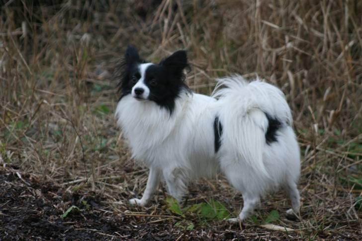 Papillon Axa's kejser billede 11